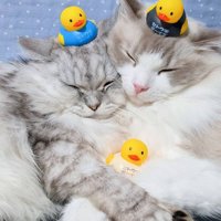 アヒルのおもちゃを乗せられてもくっついている2匹の猫