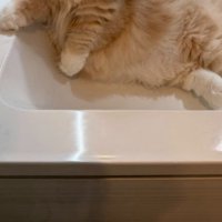 洗面台の猫