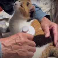 ブラッシングをしてもらう猫
