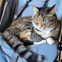 ベビーカーで眠る猫