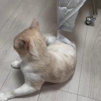 引っかかっている猫