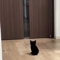 ドア前に座る子猫