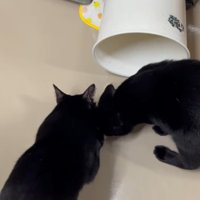 ゴミをあさる2匹の黒猫