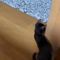 柱から顔を覗かせる子猫