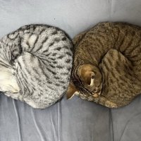 双子猫のベーグル