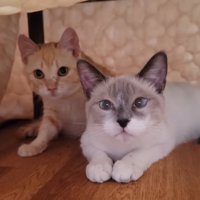 座って前を見る2匹の子猫