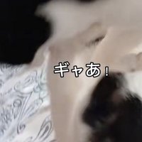 「ギャあ！」のテロップ写真