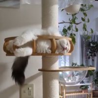 キャットタワーの上に寝転がるスコティッシュフォールド