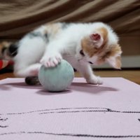 ボールで遊ぶ子猫