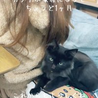人の後ろに座る子猫