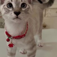 テーブルの上に立つ猫