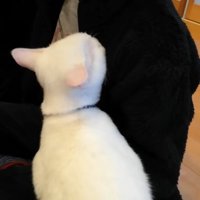 胸の辺りを