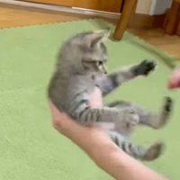 飼い主の手に手を出そうとする子猫