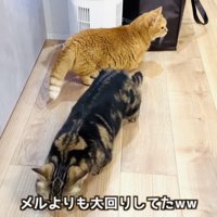 赤ちゃんから距離を取る2匹のマンチカン