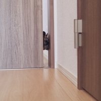 ドアから顔を出すすずりちゃん