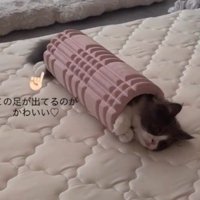 フォームローラーの中に入ったり出たりする猫の後ろ足