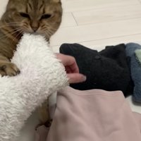 飼い主さんの袖口を噛むみにらくん