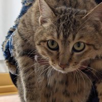 持ち上げられる猫