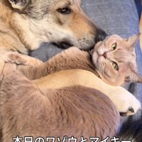 犬と添い寝しているカメラ目線の猫