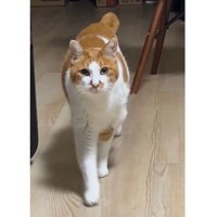 室内にいる猫