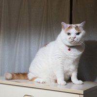 痛がる男性と猫