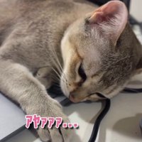 「アヤァァ」と書かれた写真