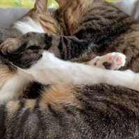 眠る2匹の猫