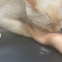 手を噛もうとする猫