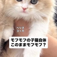 抱っこされる子猫