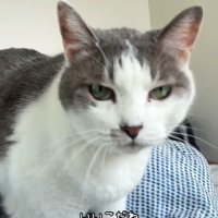 ベッドにあがってくる猫
