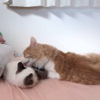 子猫の毛づくろいをしている茶白猫