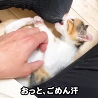 噛みつく三毛ちゃん