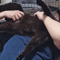 猫吸いされる猫