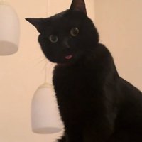 お座りをして少しだけ舌を出している黒猫