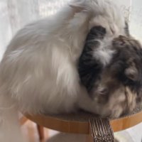 白猫に猫パンチするキジトラ猫