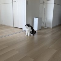 前を見る猫