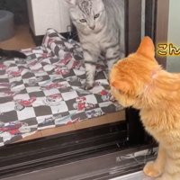 家の中をのぞく茶トラ猫