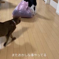 ゴミ袋のそばにいる白黒猫に画面左側から近づく猫（下半身見切れ）