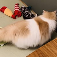 おもちゃで遊ぶ子猫と子猫を見つめるノルウェージャンフォレストキャット