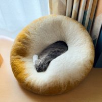 中で眠る猫