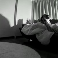 持ち上げられる猫