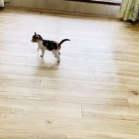 部屋の中を歩き回る子猫