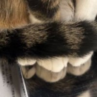 猫の脚と尻尾