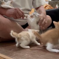 立ち上がってシリンジをくわえ前足を添える子猫と、周りに集まる子猫たち