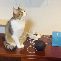 スマートスピーカーから出る猫の鳴き声に反応する保護猫