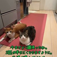 マットの上で並んで座る2匹の猫