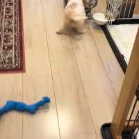 猫に駆け寄る犬