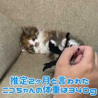テロップ「推定2ヵ月と～」
