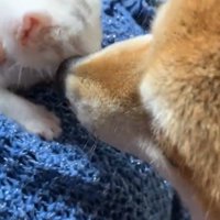 子猫を毛繕いする柴犬2