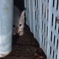 カゴの間にいる子猫